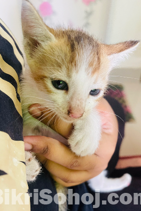 Baby kittens for adoption